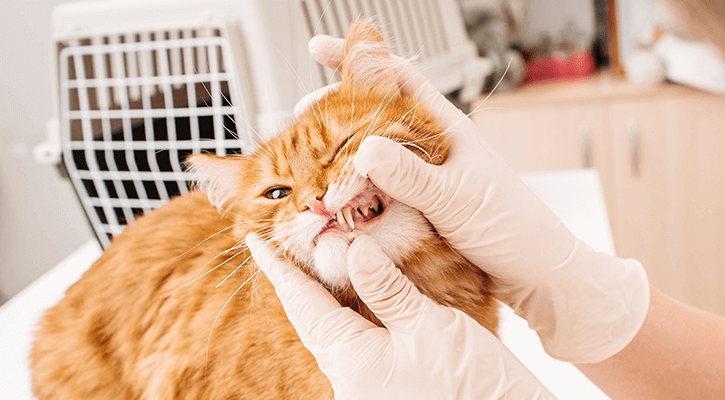 Dental-Care Cat Receiving Dental Care
