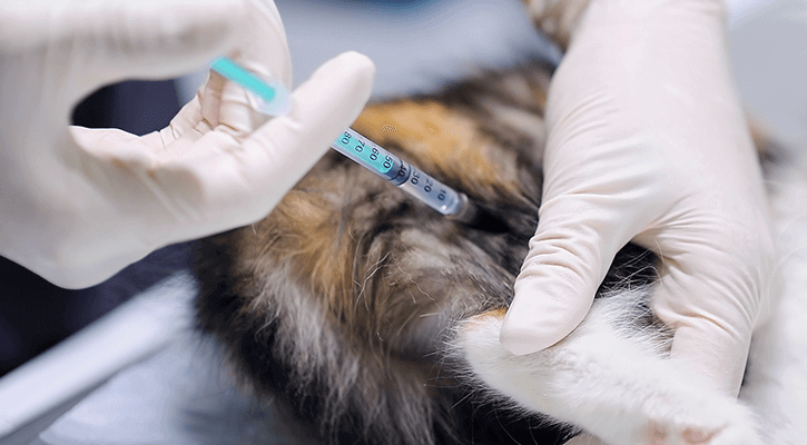 Cat Receiving Vaccinations