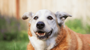 Senior Pet Wellness Care