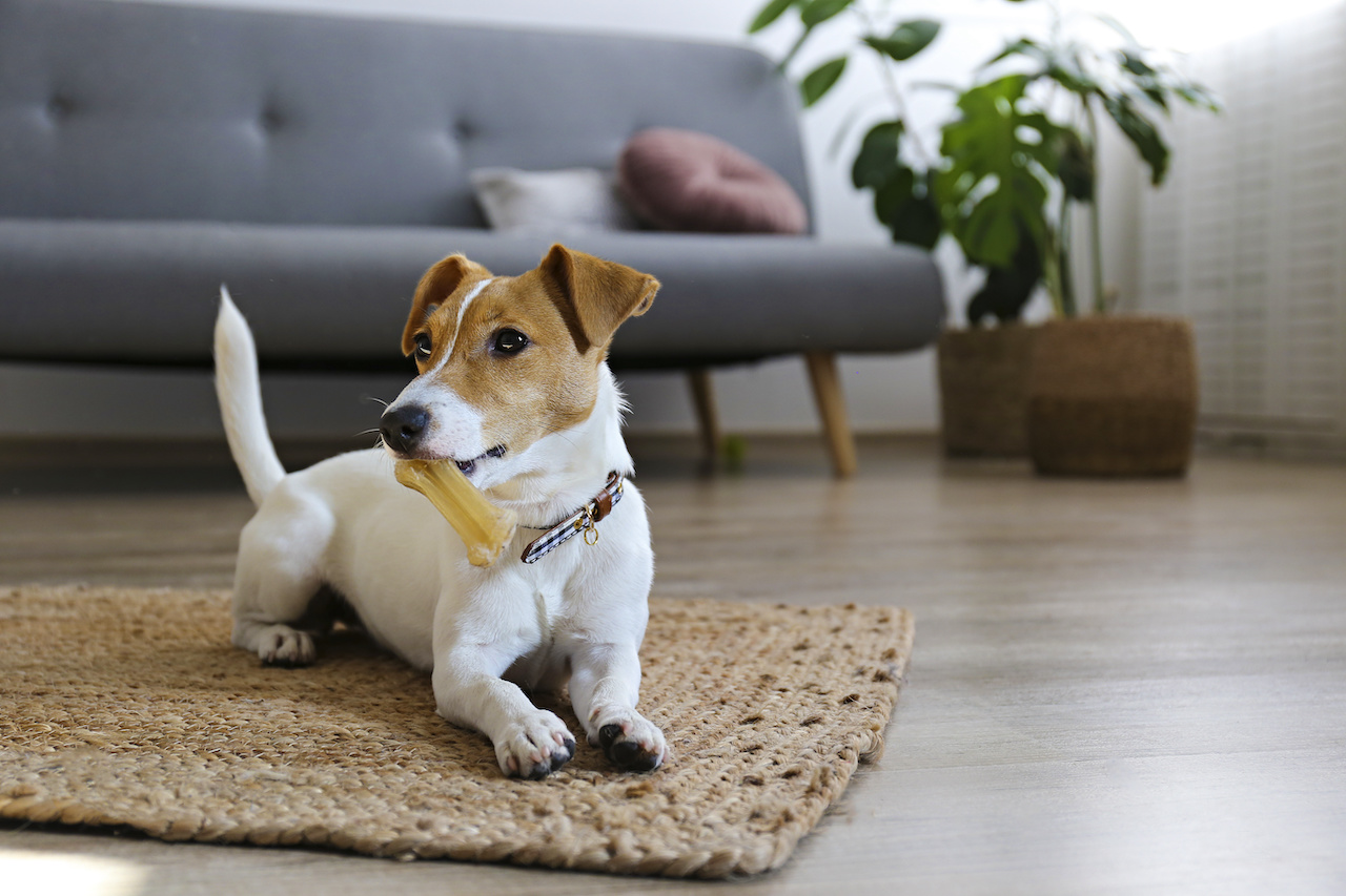 Cute four months old Jack Russel terrier puppy with folded ears at home. Small adorable doggy with funny fur stains. Close up, copy space, background.