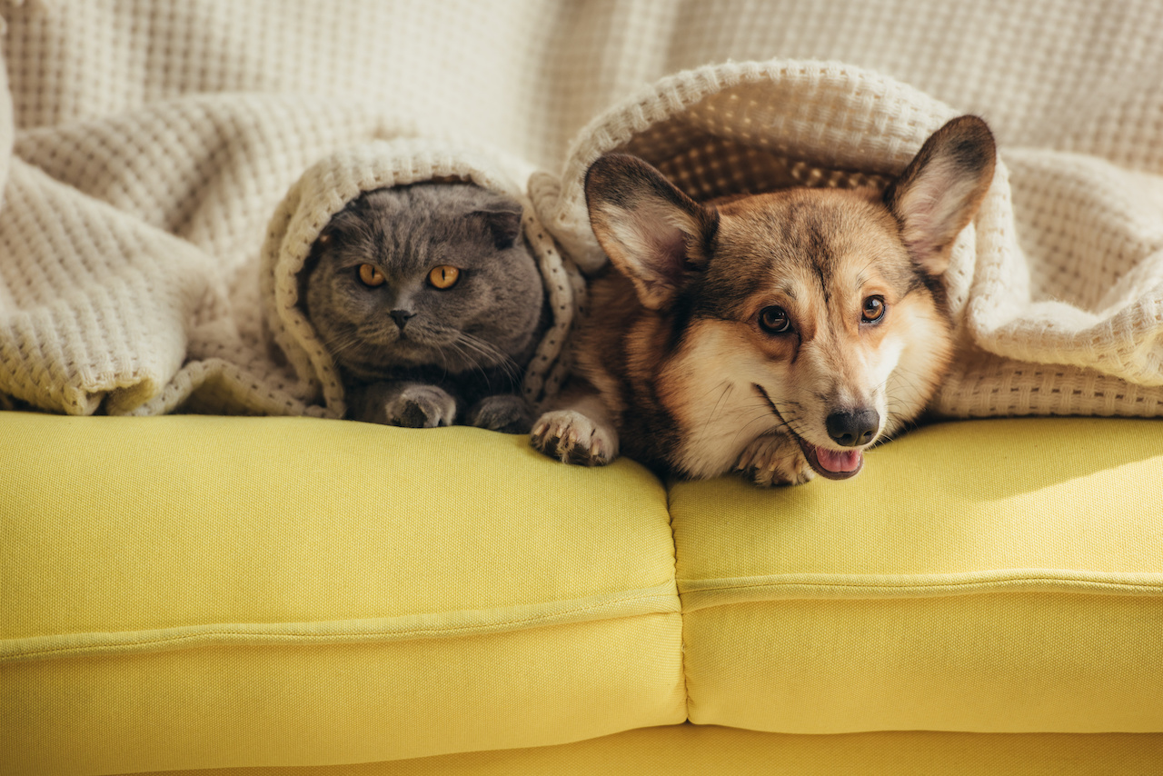 cat and dog lying together under blanket on sofa cat and dog lying together under blanket on sofa